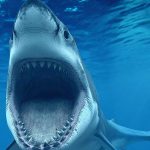 Earliest Known Shark Attack Victim Uncovered In Archaeological Dig