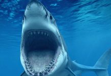 Earliest Known Shark Attack Victim Uncovered In Archaeological Dig