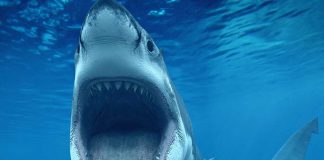 Earliest Known Shark Attack Victim Uncovered In Archaeological Dig