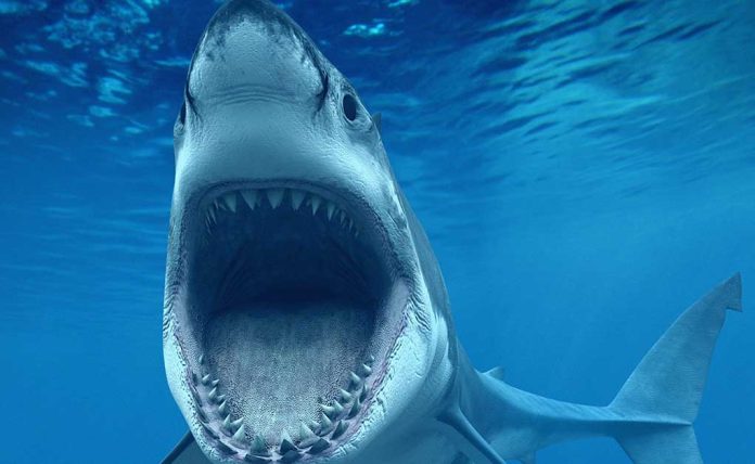 Earliest Known Shark Attack Victim Uncovered In Archaeological Dig