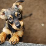 Brown puppy looking up with curious eyes