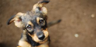 Brown puppy looking up with curious eyes