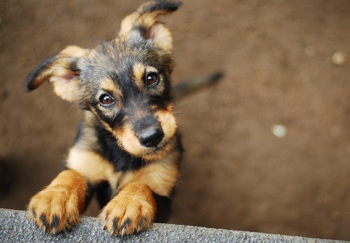 dog_587562362.jpg featured image Brown puppy looking up with curious eyes