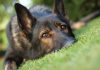 Closeup of a dog resting on green grass