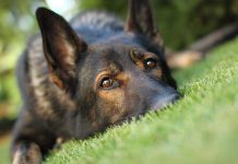 Closeup of a dog resting on green grass