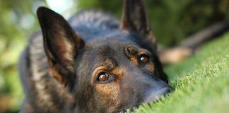 Closeup of a dog resting on green grass