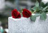 Shipping Heiress DIES – Hospitals TURN HER AWAY! Red roses on a gray stone surface.