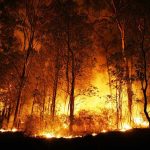 Forest engulfed in intense wildfire during nighttime.