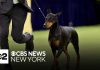 Penny the Doberman wins best in show at 150th Westminster