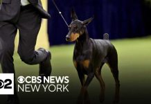 Penny the Doberman wins best in show at 150th Westminster