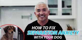 Explaining How To Fix Separation Anxiety With Your Dog