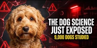 "Cockapoos: The Designer Dog Disaster Science Warned Us About"