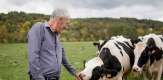 Man petting a Holstein cow in a grassy field