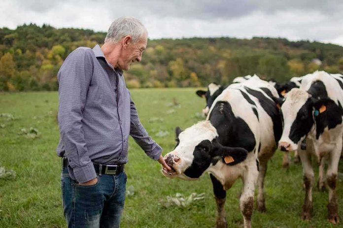 Man petting a Holstein cow in a grassy field