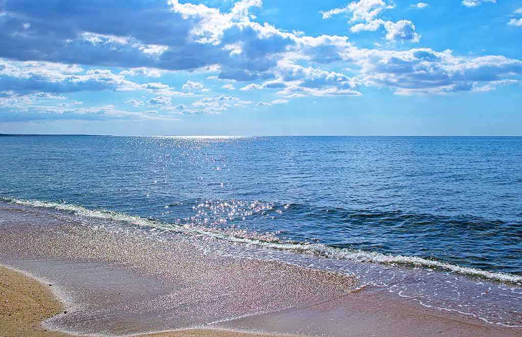 Tropical Venomous Snake Hits SoCal Shore | Republican News