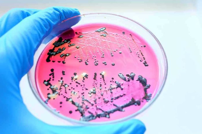 Gloved hand holding petri dish with bacterial colonies on pink agar