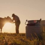 Texas Emergency Over Flesh-Eating Maggots Milk cans in a field at sunset with a farmer and cow in the background