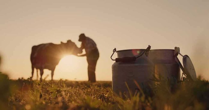 Milk cans in a field at sunset with a farmer and cow in the background