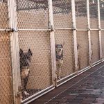 Husband Films His Wife and Dog, Gives Video to Cops Dogs in chain-link kennels along a walkway