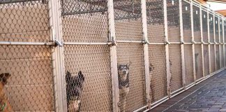 Husband Films His Wife and Dog, Gives Video to Cops Dogs in chain-link kennels along a walkway